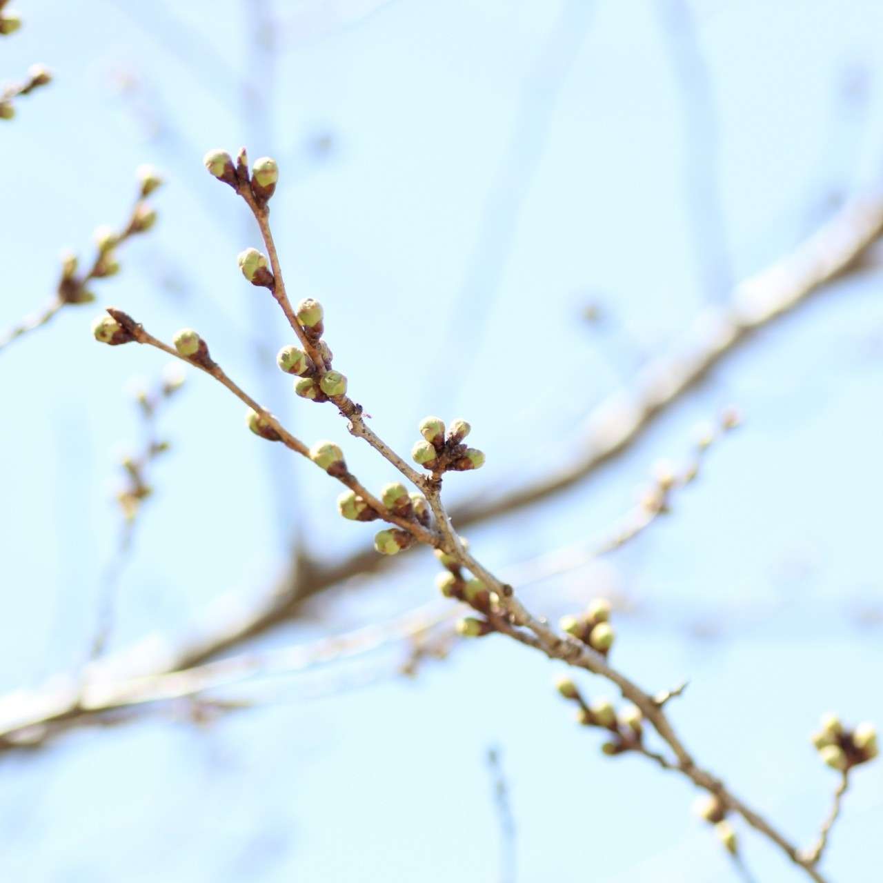 【名古屋市熱田区の警備会社】2025年の桜は…🌸